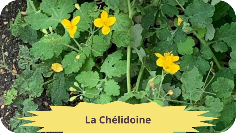 025 CHELIDOINE-modified