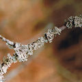 Dans le monde méconnu des lichens...