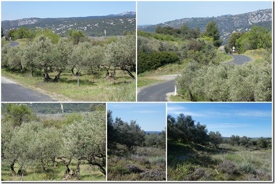 Route des oliviers et garrigue