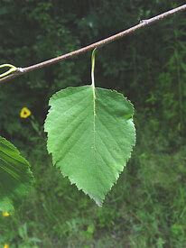 Betula papyrifera3