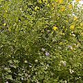 _DSC0459