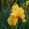 Bel iris jaune (mi-mai 2010)
