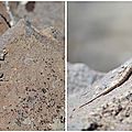 Ginkgo Petrified Forest State Park Lizard