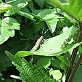 L'Agapanthie à pilosité verdâtre (Agapanthia villosoviridescens)