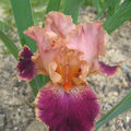 Camelot rose