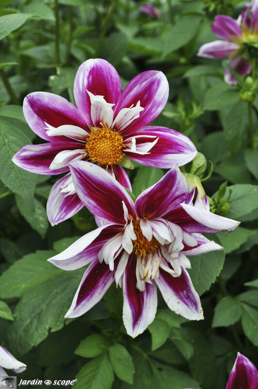 053b-Dahlia-La-Cierva