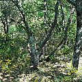 Forêt de Cadarache en fleurs printemps 2015 - Forêt de Provence, forêt de chênes