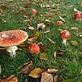 Amanita Muscaria
