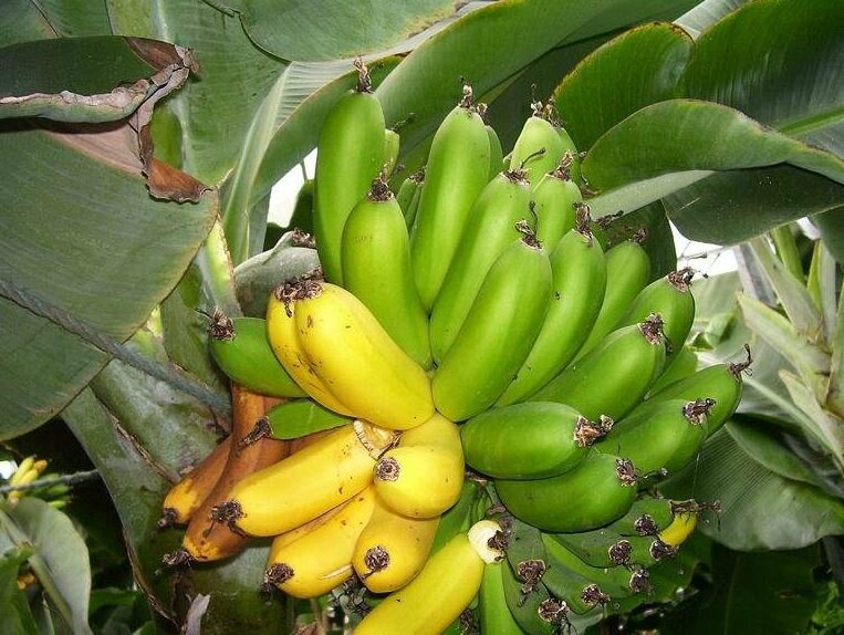 bananier 1