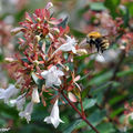 Bourdon des champs • Bombus pascuorum • Apidae