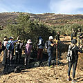 Les olives amères de palestine 