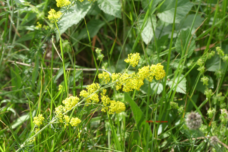 lait jaune