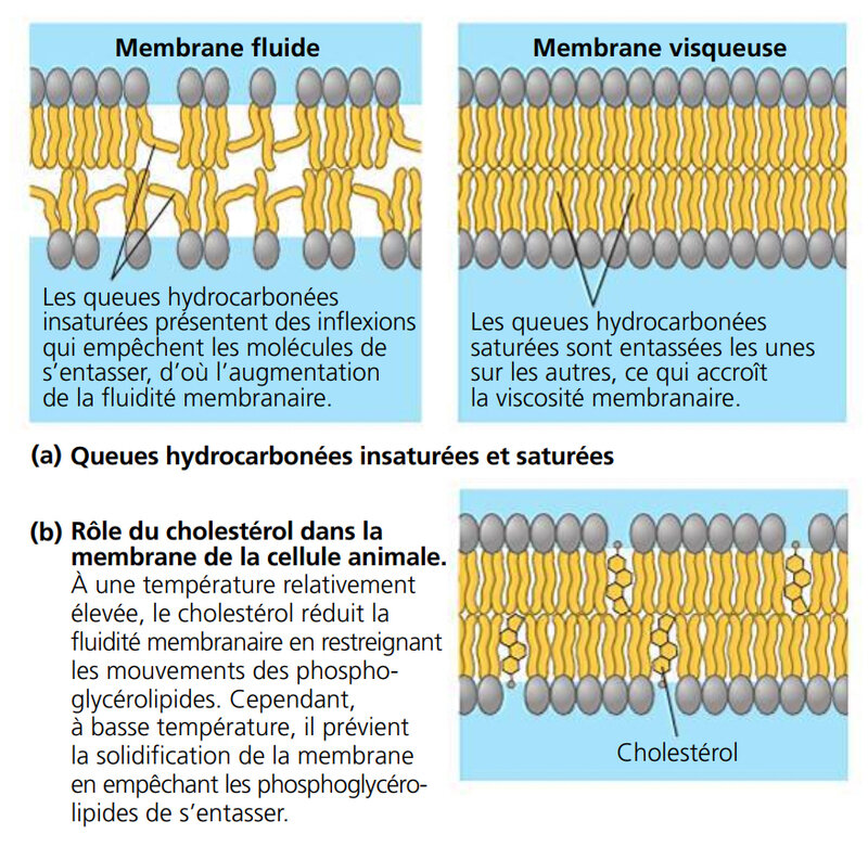 Facteurs influençant la fluidité des membranes