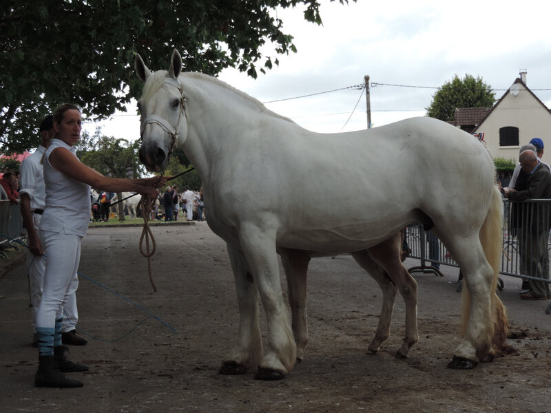 Sultane de Colincthun - 14 Juillet 2019 - Concours Chevalin d'Arneke (59) - 1ere (Suitées 8 à 19 ans) et Championne des Juments