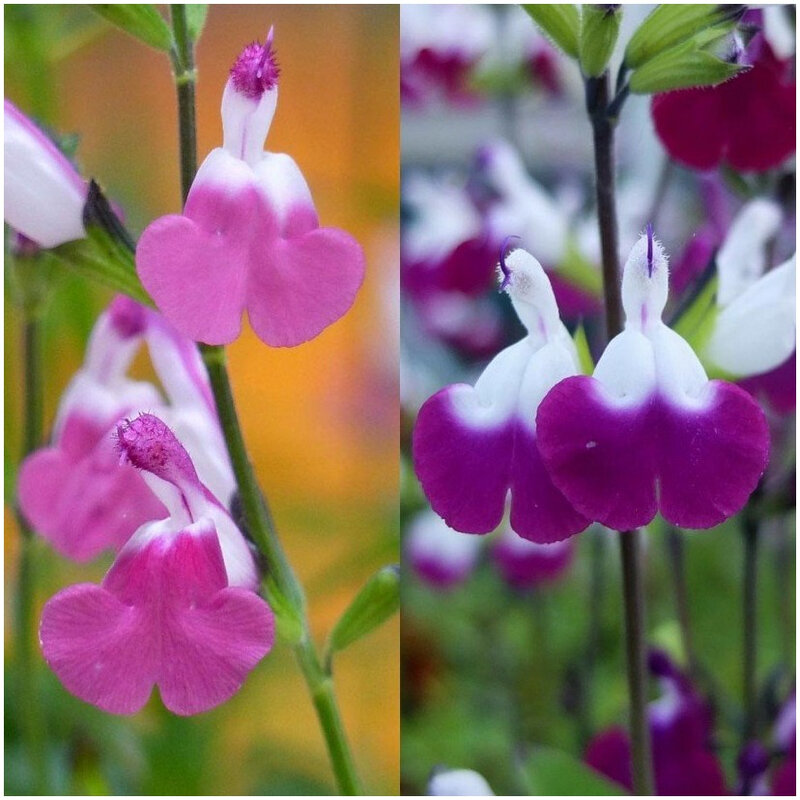 Collection-Salvia-greggii-Amethyst-Lips-et-Pink-Lips-89626-1