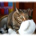 Jamais sans mon nounours