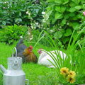 mes animaux