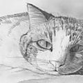 chat1