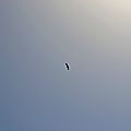 Un vautour à Boesou.