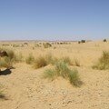 terrain sablonneux et herbes à chameau