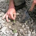 Plantation micro mottes d'oignons