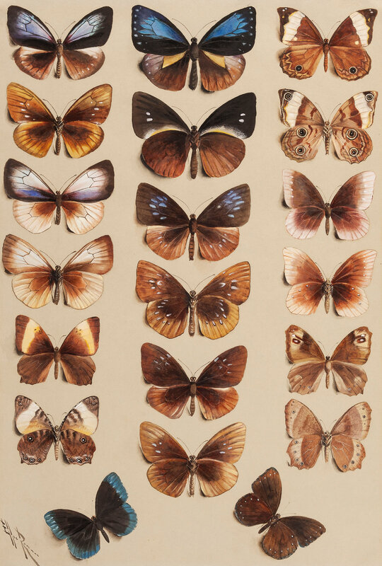 2019_CKS_17484_0094_001(marian_ellis_rowan_a_pair_of_studies_of_butterflies)