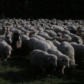 A sea of sheep