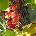 DSCN3084AAA