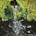 Précieuses perles d'eau 