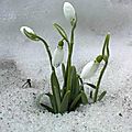 Perce-neige