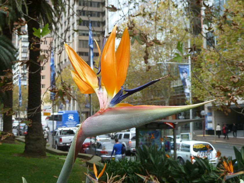 025 Oiseau De Paradis Photo De Sydney Australie Blog